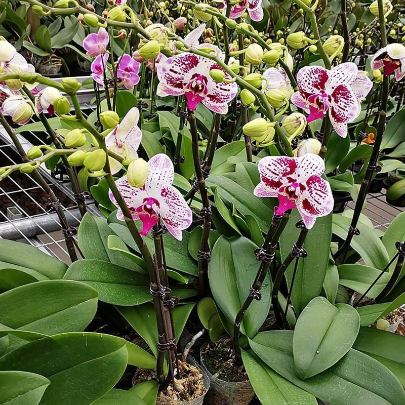 50Pcs Plant Fixed Clip Butterf - Home Security Adt reseña y precio